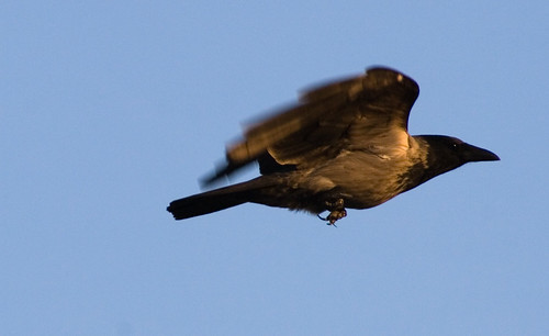 birds crow vögel krähe hoodedcrow corvidae nebelkraehecorvuscoronecornix