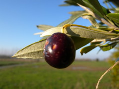 Olive - Photo of Quintenic