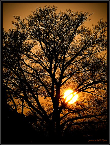 sunset sun tree nature soe blueribbonwinner supershot bej abigfave platinumphoto anawesomeshot flickrdiamond goldstaraward rubyphotographer