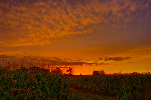 trees sunset sky orange field clouds canon geotagged corn dusk xti giltennant