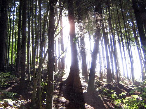 Shining Through the Trees