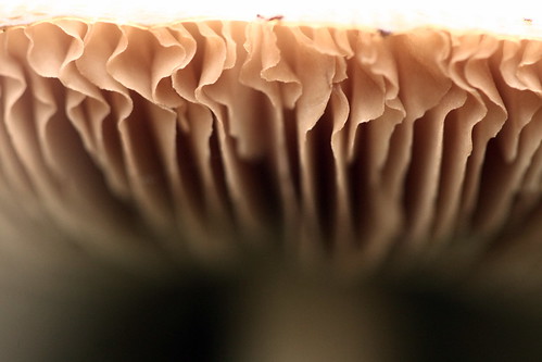 macro mushroom fungus gills