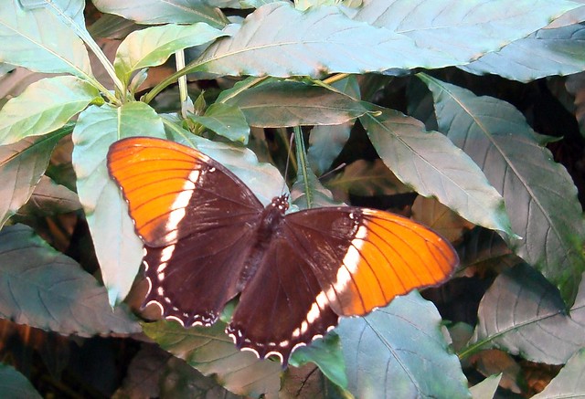 Brown Page Butterfly