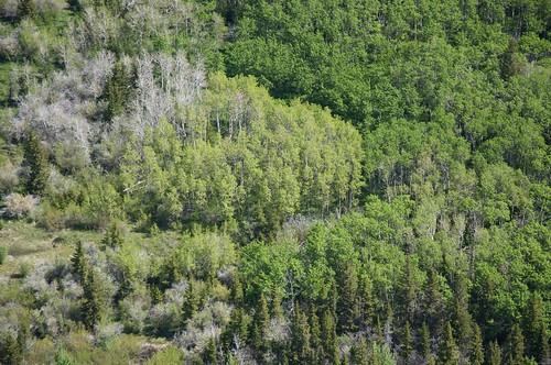 forest montana flickr aerial