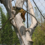 Wolf's Guenon