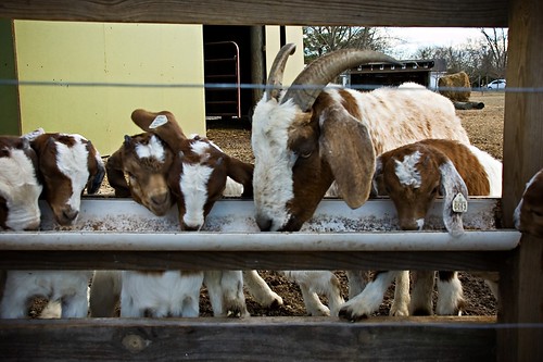 fence farm goat northcarolina goats 2008 karens feedingtime trenton 4psranch