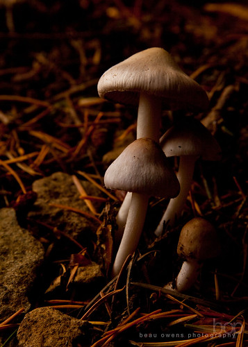 nature mushroom oregon forest photography group eugene fungus pacificnorthwest spencersbutte 50d strobist ridgelinetrail beauowens