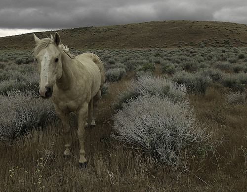 california horse nature grass pony lancaster openrange openfield cloudyday hasselbladh3d31