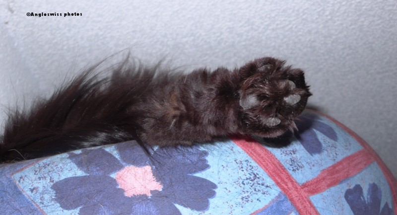 Nera's paw (while she was sleeping)