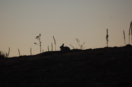 wild rabbit bunny silhouette sunrise mammal colorado denver ridge desertcottontail sylvilagusaudubonii greenwoodvillage i09 photocontesttnc09