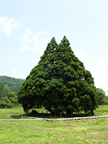 landscape totoro yamagata 山形 トトロ トトロの木 小杉の大杉 totorostree treeoftotoro