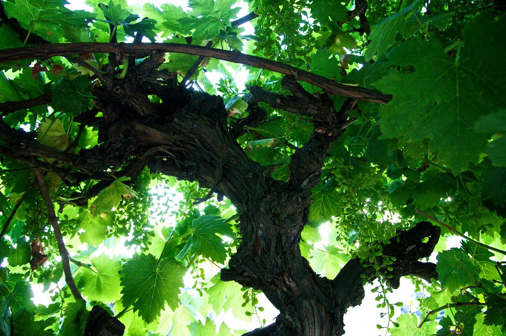 Inside the Grape Vines