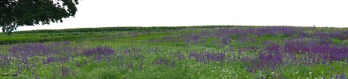 autostitch panorama evening abend pano forum meadow wiese salvia bloom stitching aromatic blüte niederösterreich blauestunde loweraustria nemorosa ruderal mawep steppensalbei