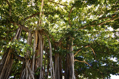 life trees home nature hawaii oahu explore banyantree islandlife kamaaina aliiolanihale flickrexplore hawaiinokaoi tokina12mmf4atxprodx explore319august52008