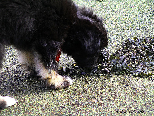 ocean dog seaweed texture beach newfoundland photography sniff