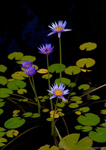 blue flower nature water waterlily lily purple floating mo missouri jeffersoncity underexpose governorsmansion