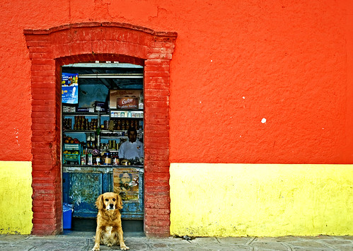 orange dog colors yellow canon mexico rebel store zacatecas vetagrande xti 400d