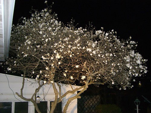 flower tree illinois spring blossom magnolia springfield horticulture thefullmagnolia
