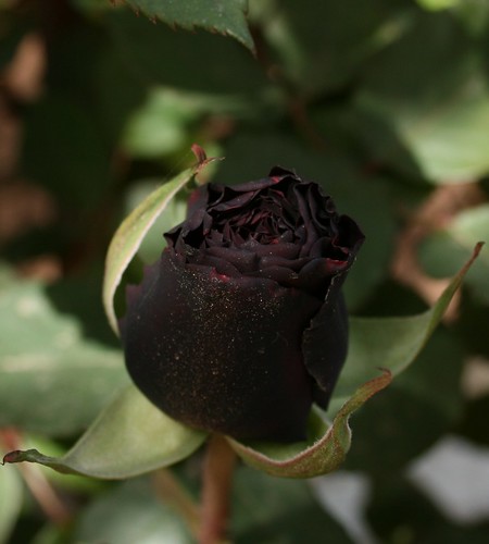 Rosa nera