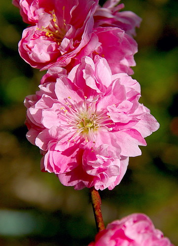 pink flores flower primavera beauty japan petals spring flor rosa cherryblossom sakura nippon nihon belleza japó flors chubu japón cerezo tsumago cirerer kisovalley bellessa 妻籠宿 nagiso mywinners aplusphoto