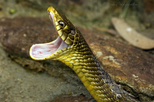 snake bangalore yawn sleepy canoneos350d ratsnake bannerghattanationalpark supershot canonef100400mmf4556lusmis niranjvaidyanathan
