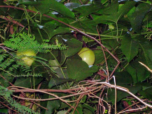 Wild Lilikoi, a.k.a. Passion Fruit