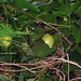 Wild Lilikoi, a.k.a. Passion Fruit