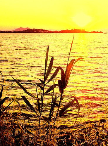 travel sunset sea plants sun colour nature water yellow reflections turkey reeds golden holidays sunsets vegetation ripples fethiye calis mugla fethiyebay akarca