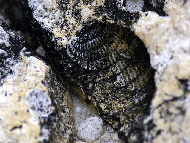 Fossil 6-20090113