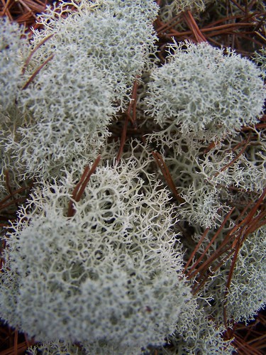 macro moss deermoss floridanationalscenictrail