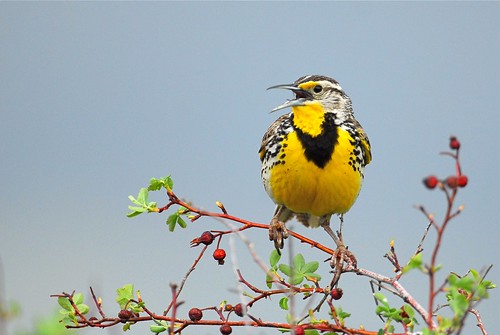 bird nature oregon call song lark meadowlark malheur nwr naturesfinest specanimal aplusphoto westermeadowlark