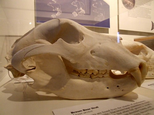 bear animal alaska museum mammal skull teeth homer bones pratt brownbear ursusarctos grizzlybear canines prattmuseum sagittalcrest