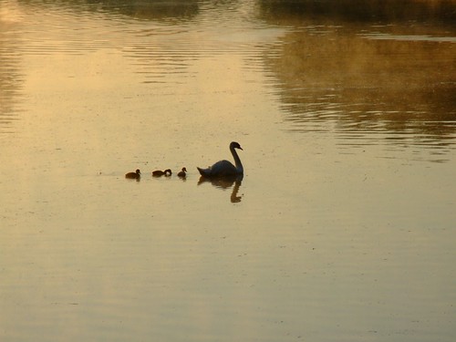 ontario nature swan stratford