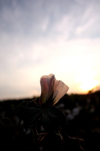 sunset flower field georgia cotton