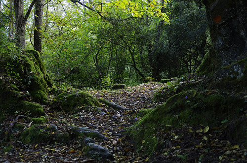 wood autumn france fall walking french island woods october mediterranean hiking walk corse corsica hike trail castagniccia fores korsika