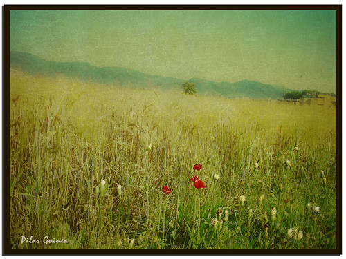 flores colores catalunya texturas campos flickrestrellas santaperpetuademogoda qualitypixels photoshopcreativo