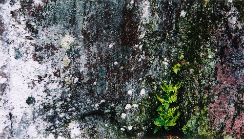 fern nature rock closeup geotagged lichen shastan geo:lat=44769162 geo:lon=76690063