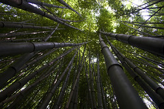 Bamboo Forest Canopy