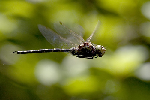 photocontesttnc08 thegreatswamp kh0831 dragonfly insect greatswamp swamp nj odonta