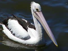Pelican @ Swan River, Perth WA