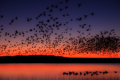 newmexico water birds sunrise wings bravo barak bosquedelapache naggan baraknaggan dcumminsusa dcummins 20090102canoneos10dcrw2457