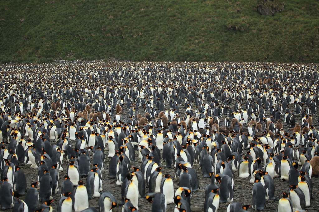 Колония пингвинов Фолклендские острова. Толпа пингвинов. Популяция пингвинов. Колония императорских пингвинов.