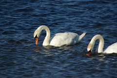 Swans looking for food