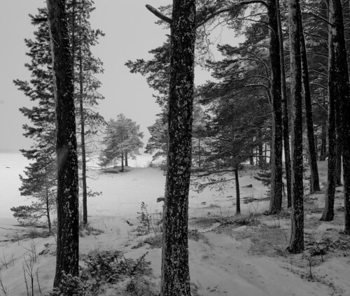 trees snow cold nature nikon sweden lightroom jamtland nikond40x d40x birkafhsk