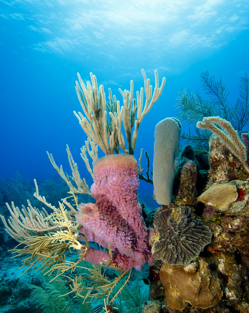 Roatan Coral reef scene | Flickr - Photo Sharing!