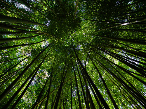 trees chattanooga nature tn pov tennessee bamboo marylee visualart blueribbonwinner anawesomeshot maryleemartin cmwd cmwdgreen goldstaraward kodakz1015is maryleeusa maryleepope