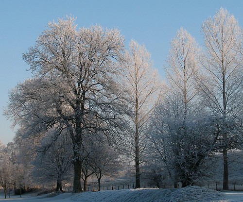 uk blue trees winter sky white colour canon landscape scotland frost december 2007 a620 scottishborders