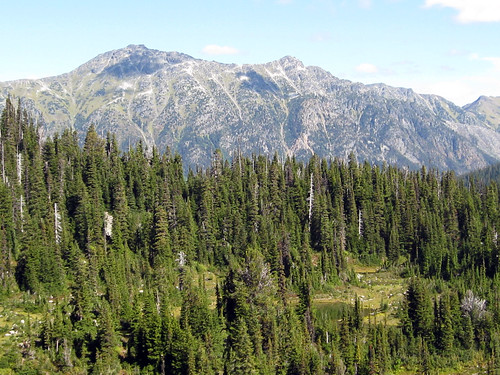 mountain forest view cerisecreek