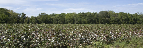 field virginia cotton chuckatuck 200809210010