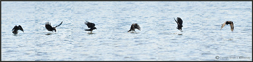 lake birds geotagged hills crow logan hocking d300 notadaywithoutmycamera sigma150500mm